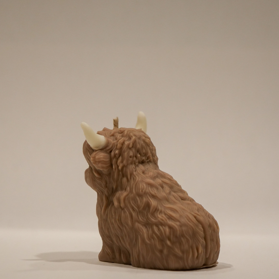 Highland Cow - Herbert