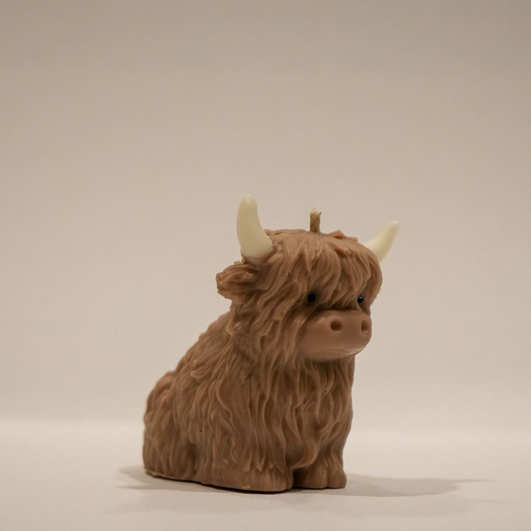Highland Cow - Herbert