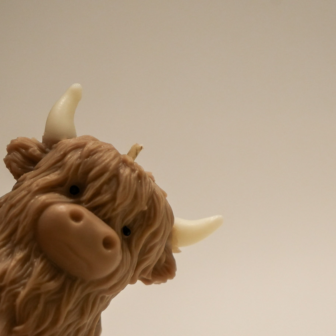Highland Cow - Herbert