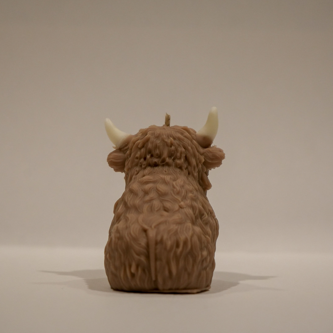 Highland Cow - Herbert