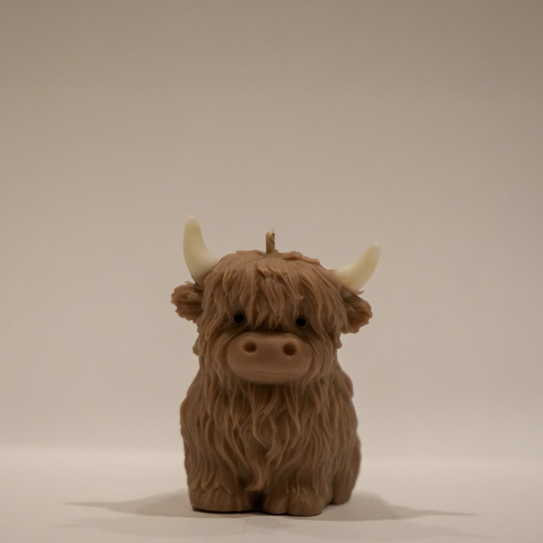 Highland Cow - Herbert